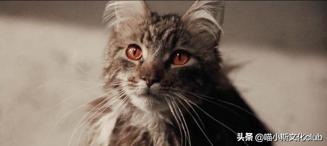 假如你有机会进入《哈利·波特》<strong></p>
<p>阿格斯</strong>,但代价是变成乌姆里奇、疯眼汉、贝拉或者费尔奇,你会选择谁?为什么?