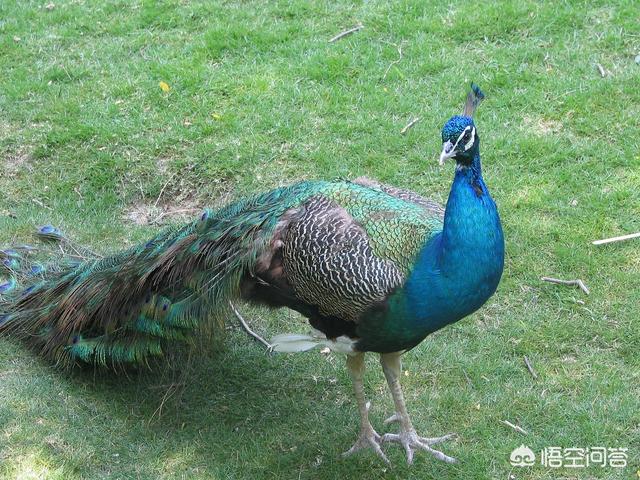 凤凰究竟是个传说<strong></p>
<p>凤凰全球</strong>,还是真实存在过的物种?