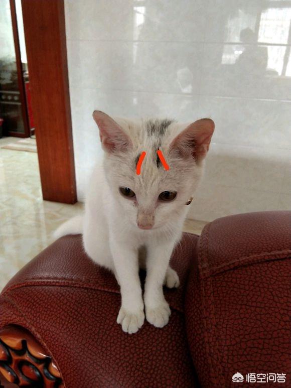 有哪位网友能分享一下交易猫的经历吗<strong></p>
<p>币龙网</strong>？