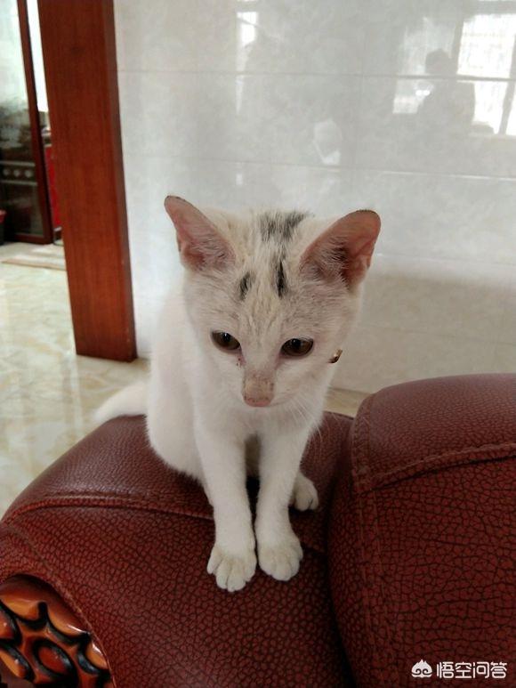 有哪位网友能分享一下交易猫的经历吗<strong></p>
<p>币龙网</strong>？