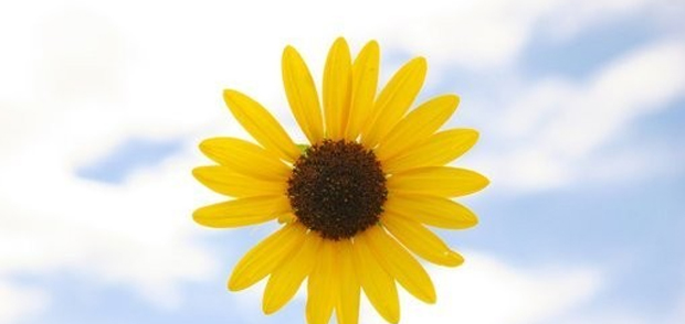 怎样做贵金属(怎样做贵金属交易)